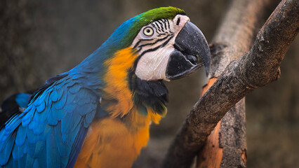 striking blue and yellow macaw or Ara ararauna, a blue and yellow parrot in a detailed close up, the vibrant feathers contrast beautifully with the soft, neutral background, highlighting the bird