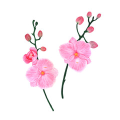 Orchid branches with flowers and buds. Illustrations for design.