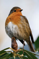 European robin (Erithacus rubecula), known simply as the robin or robin redbreast