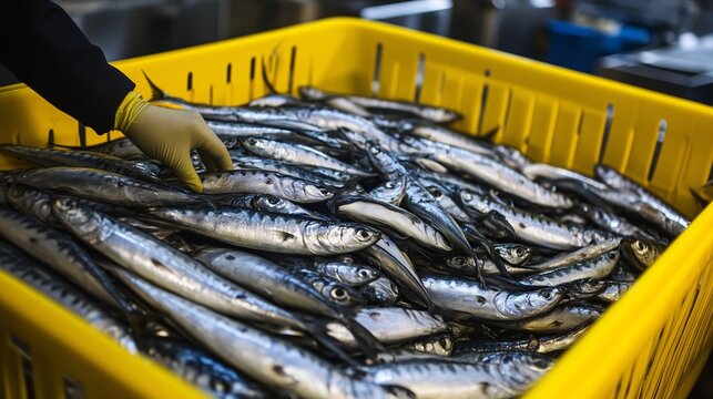 Worker wearing gloves handling fresh fish in yellow crate - Powered by Adobe
