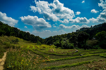 Harvest festival celebration rural landscape scenic view vibrant nature panoramic vista agricultural beauty