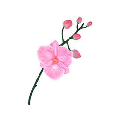 Orchid branch. Pink Phalaenopsis on a white background.