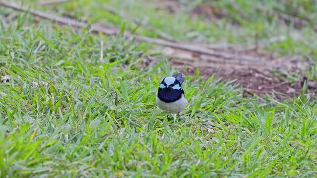 4k video, Superb fairywren bird, Malurus cyaneus, male blue breeding plumage, green grass ground, isolated single close closeup detail, color colour, native Australian wren