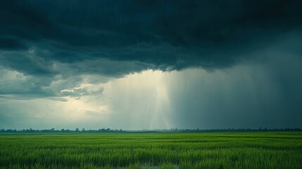Dramatic Thunderstorm Over Lush Green Rice Fields with Striking Lightning Against a Darkening Sky Displaying the Power of Nature's Elements
