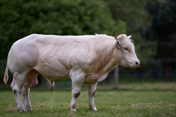 Young white bull on meadow