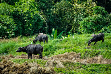 Bubbling buffaloes in lush green fields rural landscape wildlife photography serene environment close-up view nature's beauty