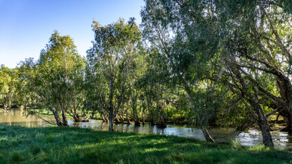 A Serene Riverside Landscape featuring Lush Trees and Clear Water in all its Beauty and Calmness