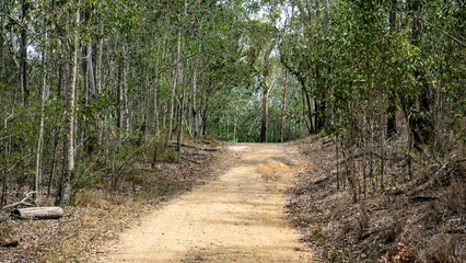 An Idyllic Nature Trail That Is Beautifully Surrounded by Lush Green Trees and Foliage