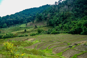 Terraced rice fields mountain region landscape photography verdant environment aerial view nature's...