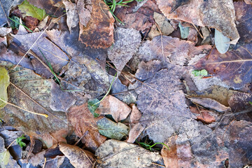 Fallen Autumn Leaves with Natural Decay. Close-up of weathered autumn leaves on the forest floor, showcasing natural textures, colors, and the transition of seasons.