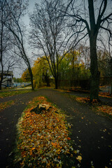 Fototapeta premium Night in the park and city lights on the picture,leaves on the asphalt.Park at night autumn time.Beautiful landscape with buildings in the park ,trees in the park .Beautiful and handsome park