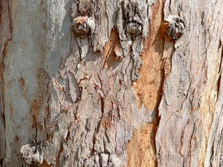 Closeup Trunk Of Tree With Sunlight For Background At Kaengkabao, Mukdahan, Thailand. 08 Nov 2024. AM