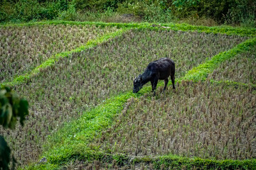Grazing black cow in lush rice fields rural landscape nature photography serene environment aerial view agricultural life