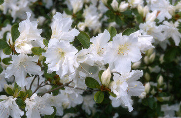 Rhododendron, Rhododendron x 'Palestrina'