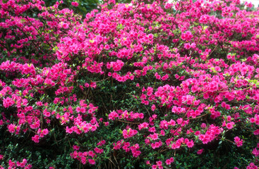 Rhododendron, Rhododendron x 'Pink Pearl'
