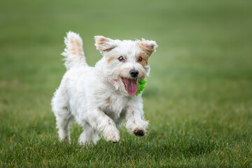 Jack Russell Terrier on Windsor Long Walk on a run