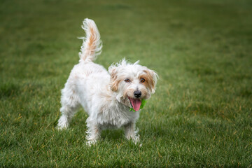 Jack Russell Terrier on Windsor Long Walk with tail up and ready for fun