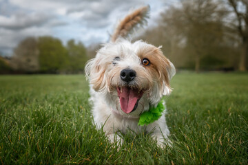 Jack Russell Terrier on Windsor Long Walk