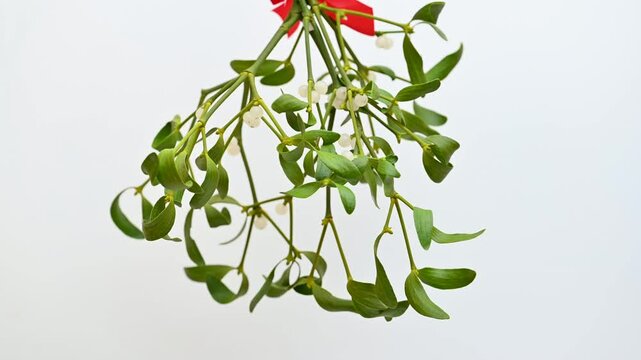 mistletoe branch isolated