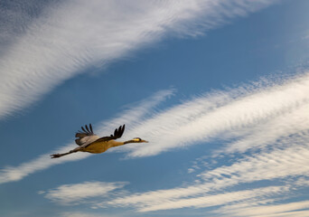 Common Crane, Hortobagy National Park, UNESCO World Heritage Site, Puszta is one of largest meadow...