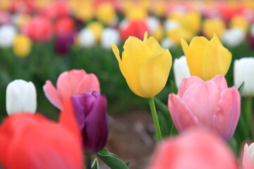 Fototapeta premium 満開のチューリップ畑