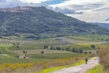 Typical Tuscan landscape with vineyard near Montalcino, Tuscany, Italy