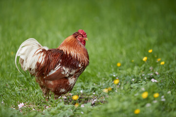 Red rooster in grass of garden with flowers