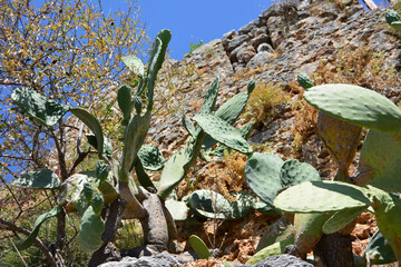 a cactus plant is growing on a rocky cliff 
