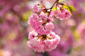 twig of cherry in pink blossom. spring has come. sakura trees in uzhhorod.