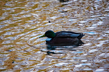 Männliche Stockente im Gegenlicht auf dem Wasser