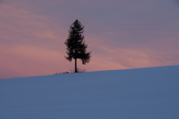 冬の夕暮の丘の上の松の木