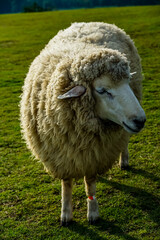 Sheep grazing in scenic pasture countryside animal photography green landscape close-up view rural serenity