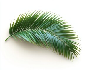 Obraz premium Lush single palm frond isolated on a clean white background; perfect for tropical, summer, or nature-themed designs.