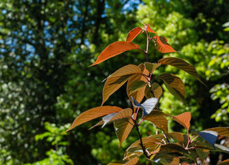 oung red and purple leaves of Prunus Cerasifera Pissardii Tree against green background in spring Arboretum Park Southern Cultures in Sirius (Adler) Sochi. Nature concept for design.