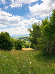 mountainous rural landscape in summer. scenic countryside outdoor adventure. trees and herb meadow on the hill. sunny day with clouds on the sky. transcarpathia region of ukraine