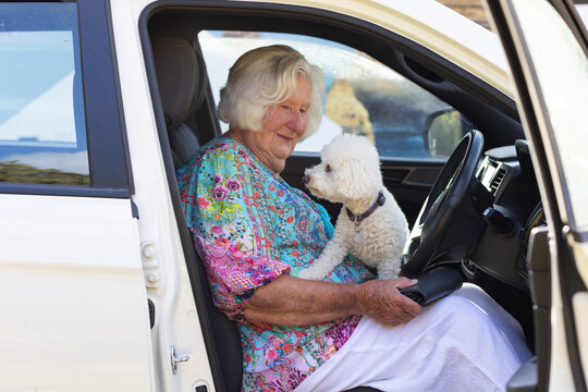 elderly lady driver with toy poodle on lap in drivers seat of car