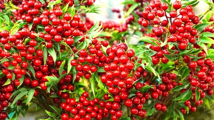 christmas tree decorations