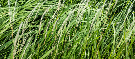 green grass background
