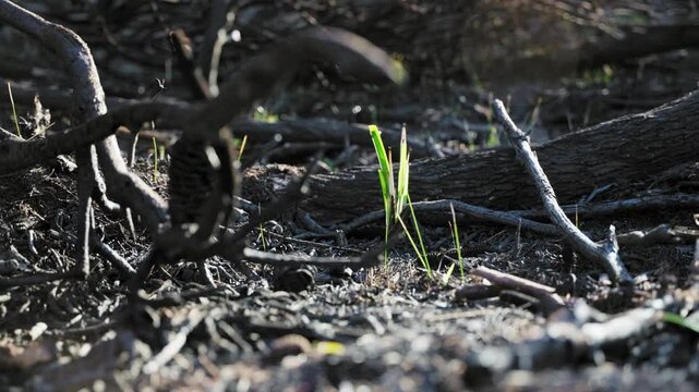 Green grass regrowing after a bushfire surrounded by black branches and ashes. Controlled fire burn or forest fire aftermath a small shoot leaf coming out of the ground. New life and beginning a cycle