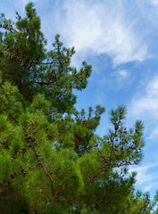 Pitsunda pine (Pinus brutia pityusa) species of Calabrian or Turkish Pine (Pinus brutia) on the embankment of Gelendzhik. Close-up of lush crown against blue sky