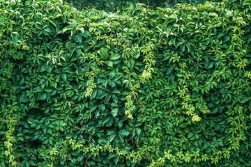 Creeper plant forming a nice green wall in the garden back yard