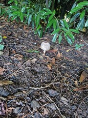 mushrooms in the grass