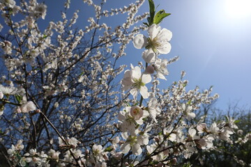 Spring cherry blossoms against a blue sky on a bright sunny day. Close-up of a blossoming branch with white cherry blossoms and first small leaves, with blossoming tree crowns in the background.