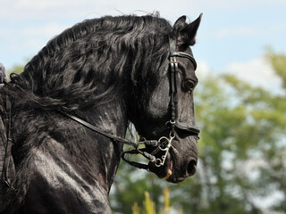 Beautiful black friesian horse in the summer nature background