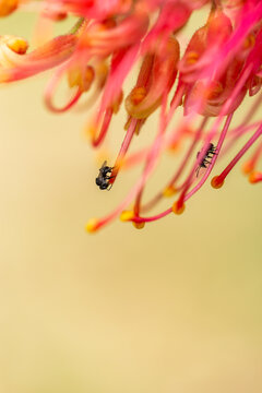 Tiny stingless native australian bee on grevillea flower