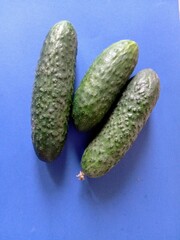 Green cucumbers on blue background. Fresh vegetable