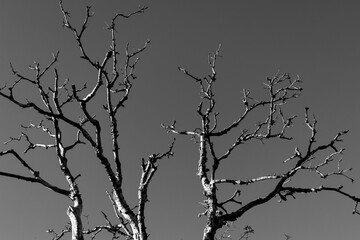 A striking black-and-white image of a leafless tree, its branches creating dramatic patterns against a monochrome sky, evoking simplicity and solitude.