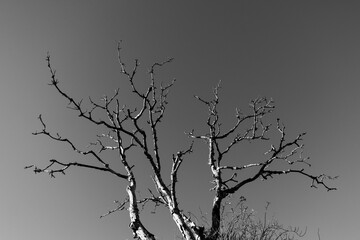 A striking black-and-white image of a leafless tree, its branches creating dramatic patterns against a monochrome sky, evoking simplicity and solitude.