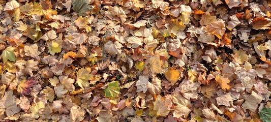 Ground covered with a layer of dry leaves in warm autumn tones