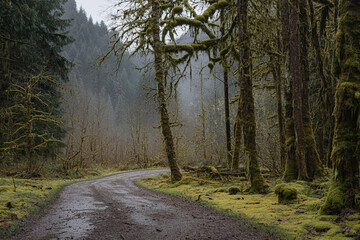 Fototapeta premium Serene winding path through a mossy forest in the morning mist